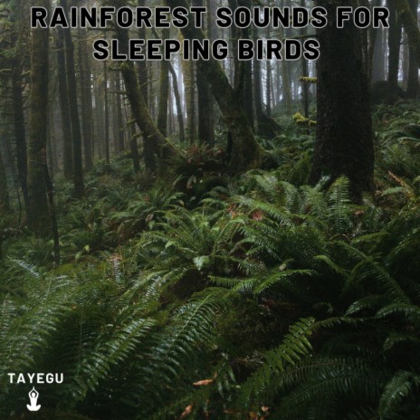 Rainforest Sounds For Sleeping Birds Crow Camping Thunder 1 Hour Relaxing Ambience Yoga Nature Meditation Sounds For Relaxation or Studying