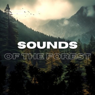 Sounds of the Forest: Bird Sounds, Nature Sounds