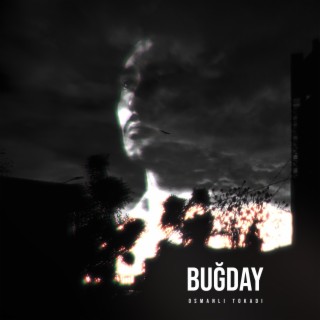 Buğday