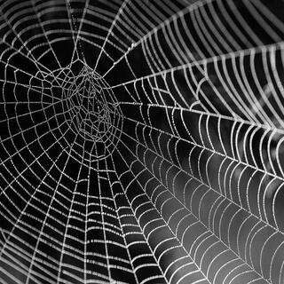 Web Of Deceit