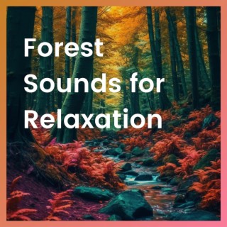 Forest Sounds for Relaxation