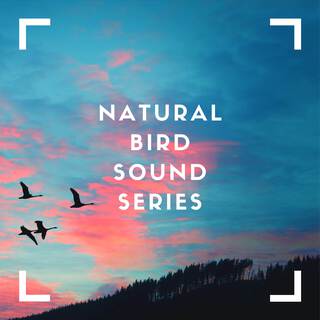 Natural Bird Sound Series