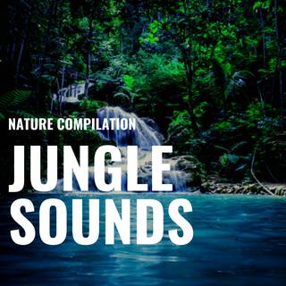 Nature Compilation - Jungle Sounds