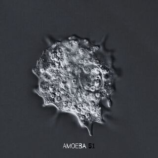 Amoeba 51