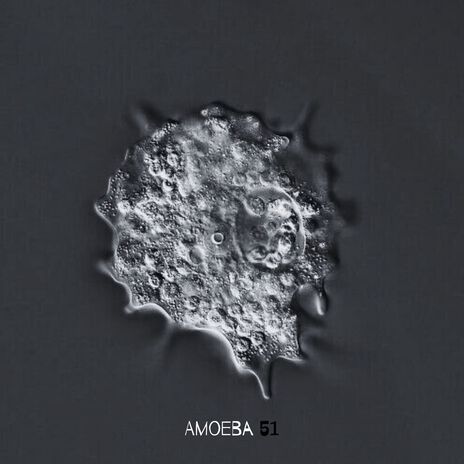 Amoeba 51 | Boomplay Music