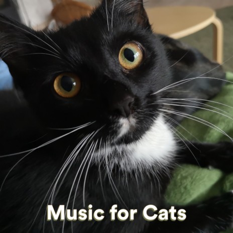 Back from the Wild ft. Cat Music Experience & Cats Music Zone | Boomplay Music