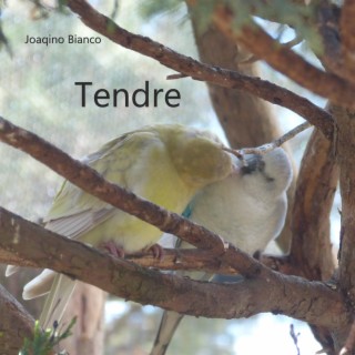 Tendre