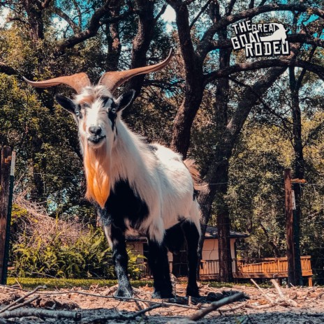 The Great Goat Rodeo | Boomplay Music