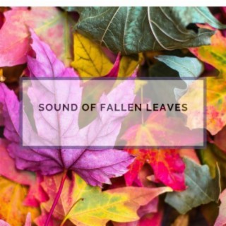 Sound of Fallen Leaves