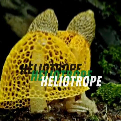 Heliotrope | Boomplay Music