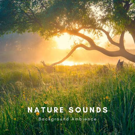 Birds of the Forest ft. Natural Sounds Selections & Nature Sound Collection | Boomplay Music