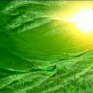 Green Of The Sun