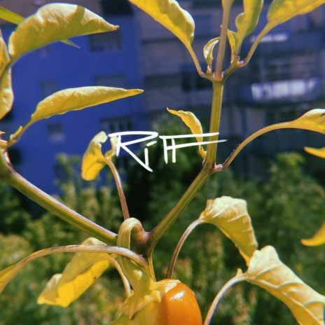 Bell pepper leaves | Boomplay Music