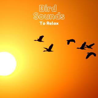 Bird Sounds to Relax