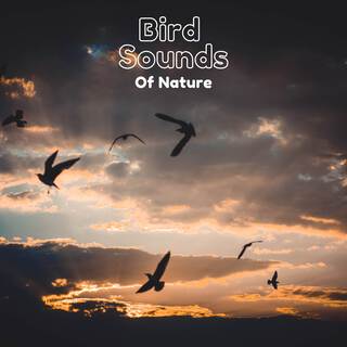 Bird Sounds of Nature