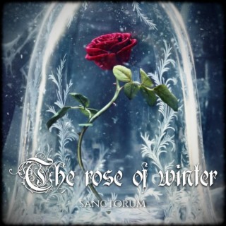 The rose of winter