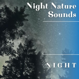 N I G H T - Sounds of Nature