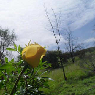 ROSA DEL SOL