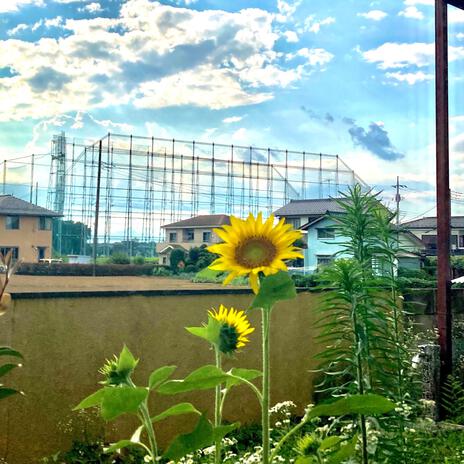 向日葵ページ image237477081.png