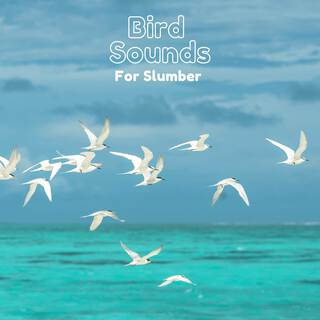 Bird Sounds For Slumber