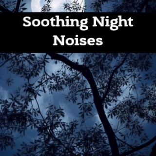 Soothing Night Noises