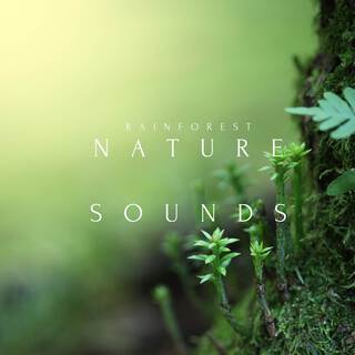 Rainforest - Nature Sounds