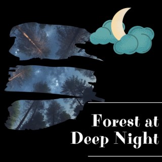 Forest at Deep Night