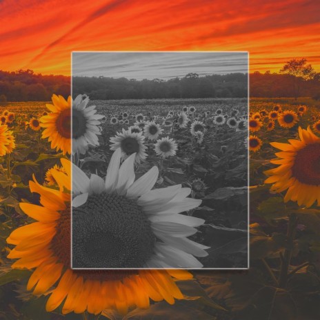 Sunflowers | Boomplay Music