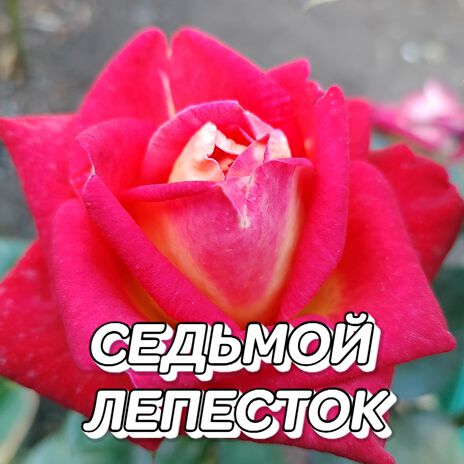 СЕДЬМОЙ ЛЕПЕСТОК | Boomplay Music