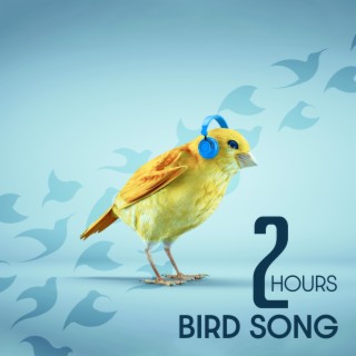 2 Hours Bird Song: The Sounds of Nature for a Quiet Mind