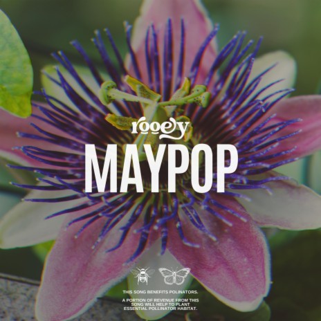 Maypop | Boomplay Music
