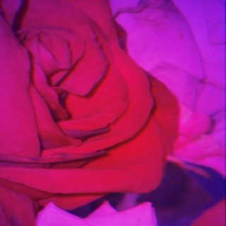 roses lyrics | Boomplay Music
