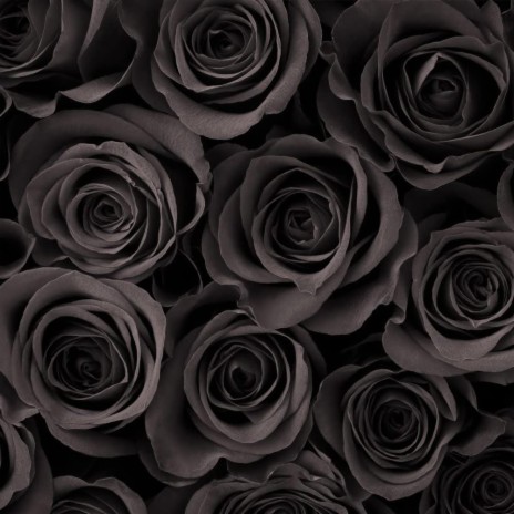 Black Roses | Boomplay Music