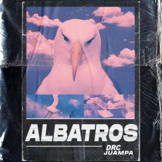 Albatros