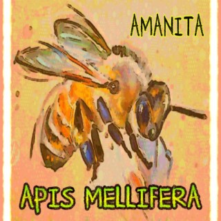 Apis Mellifera