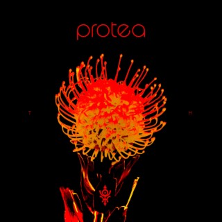 Protea