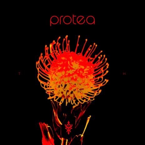 Protea | Boomplay Music