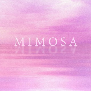 Mimosa