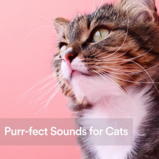 Purr-fect Sounds for Cats
