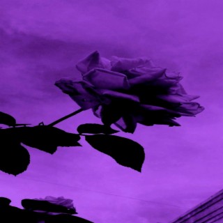Purple Phonkx