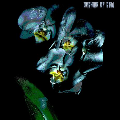 Orchids of Dew | Boomplay Music