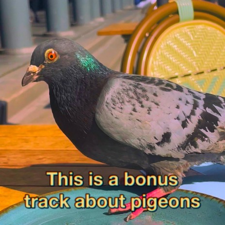 This is a bonus track about pigeons