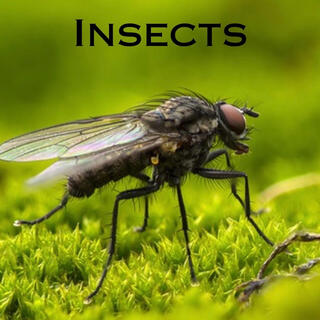 Insects