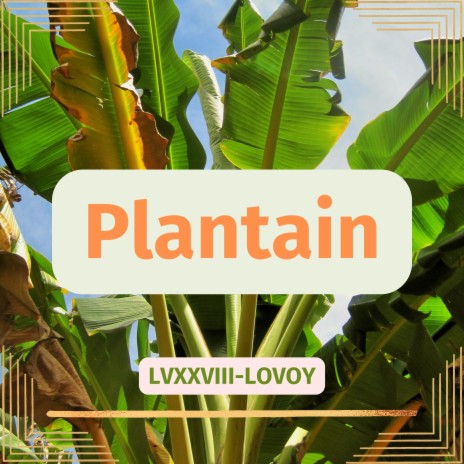Plantain