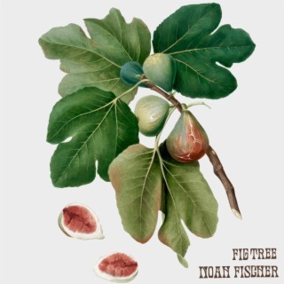 Fig Tree