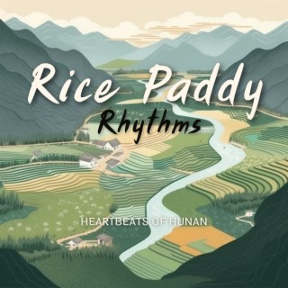Rice Paddy Rhythms: Heartbeats of Hunan