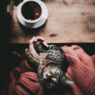 Coffee & Cats