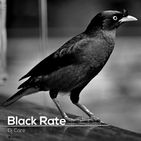 Black Rate | Boomplay Music