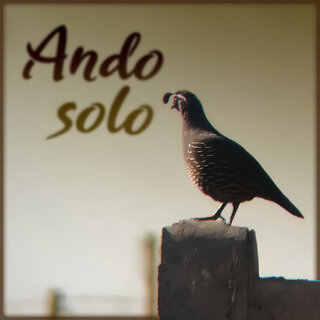 Ando Solo