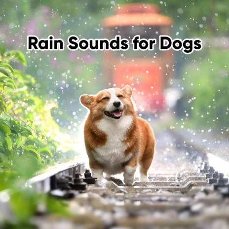 Gentle Rainfall for Doggy Dreams